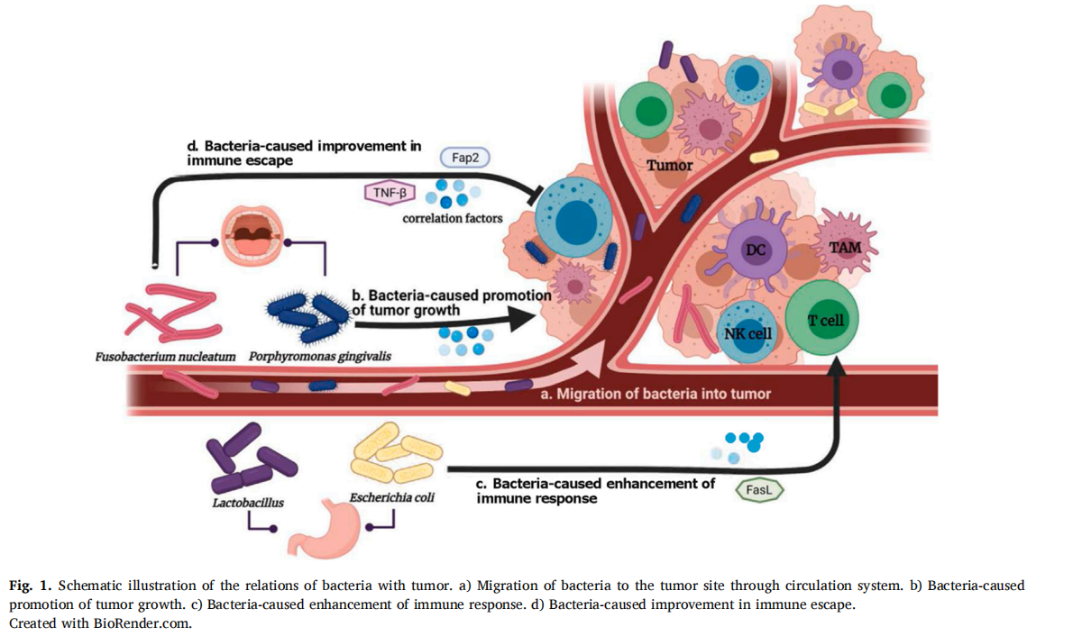 細菌與腫瘤的關系示意圖